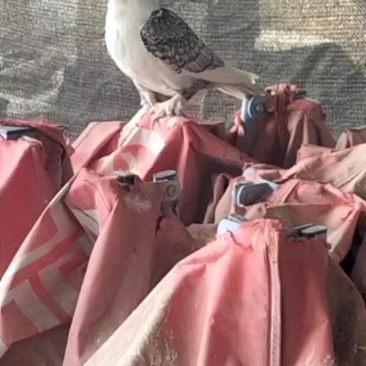 淑女鸽子小青年