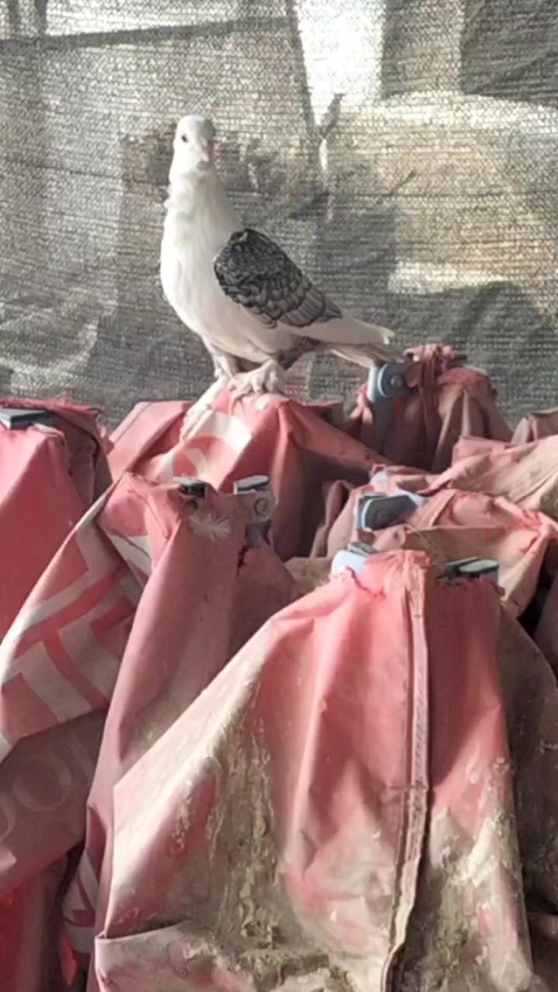 淑女鸽子小青年