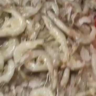 羊毛虾