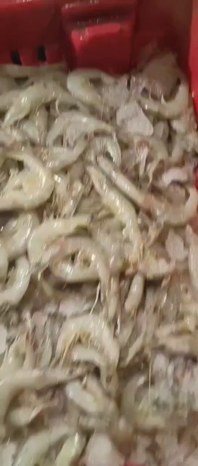 羊毛虾