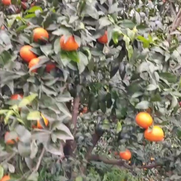 沃柑