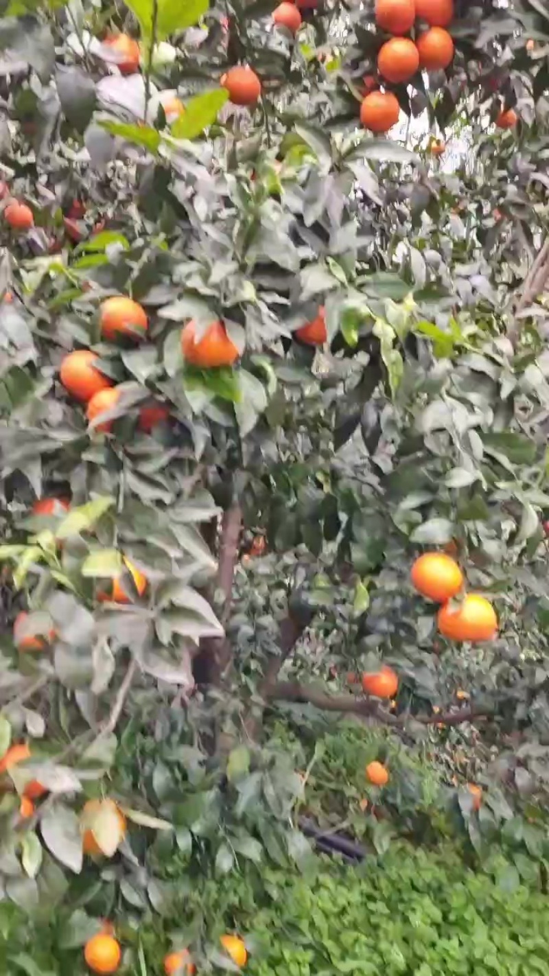 沃柑