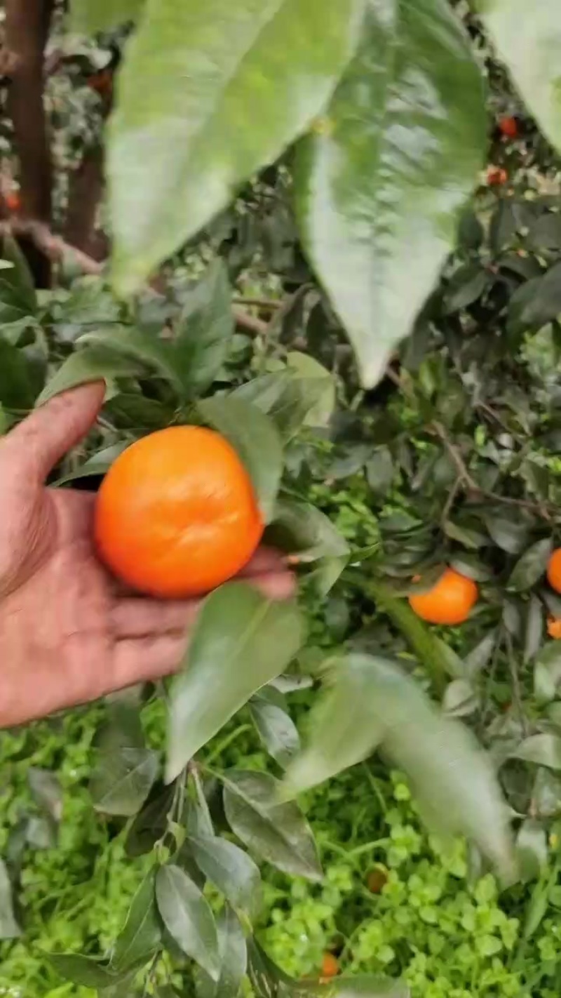 沃柑