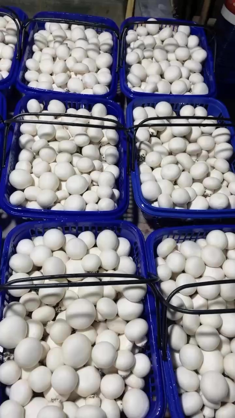 双孢菇
