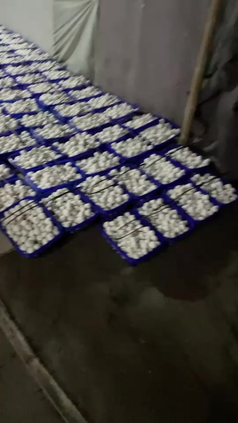 双孢菇