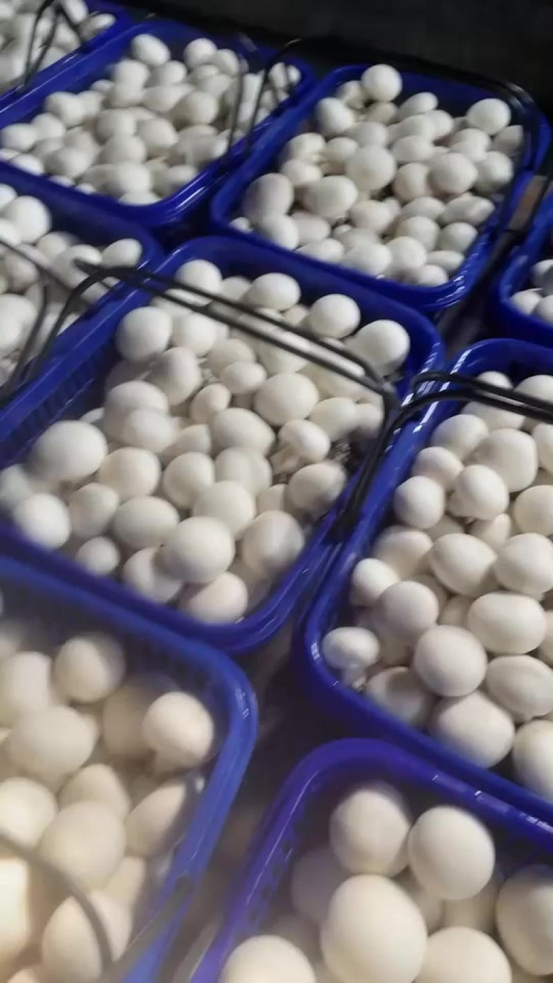 双孢菇