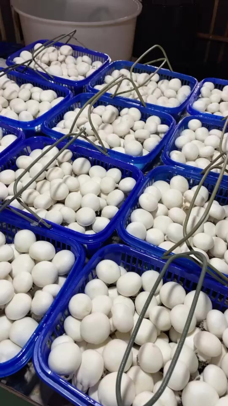 双孢菇