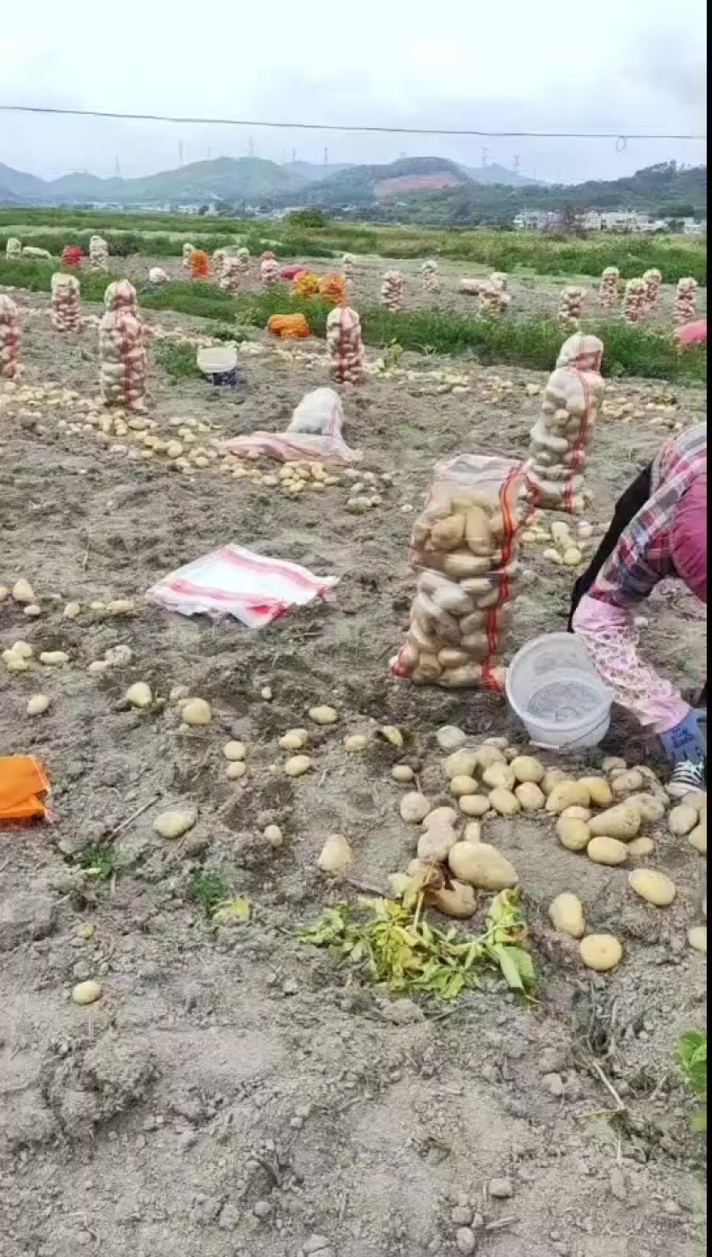广东新土豆黄皮黄心砂土地，皮毛光滑，薯型正，按规格包装箱