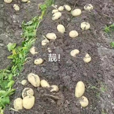 广东新土豆黄皮黄心砂土地，皮毛光滑，薯型正，按规格包装箱