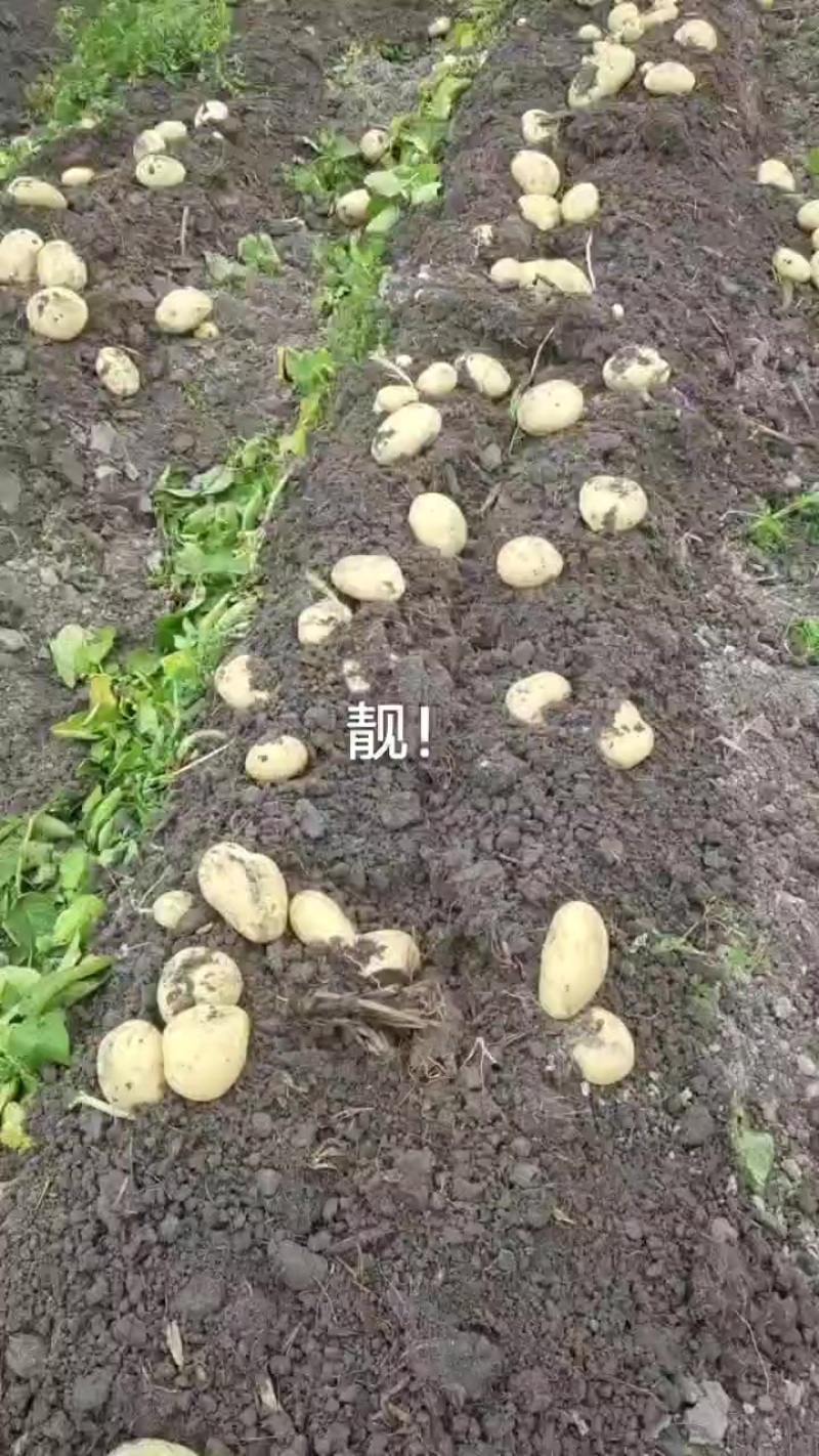 广东新土豆黄皮黄心砂土地，皮毛光滑，薯型正，按规格包装箱