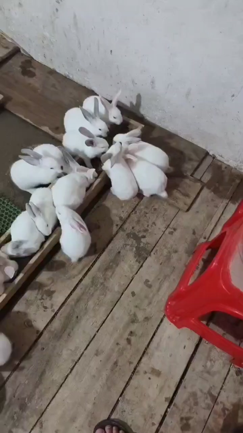 小兔出售
