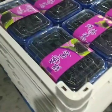 桑椹
