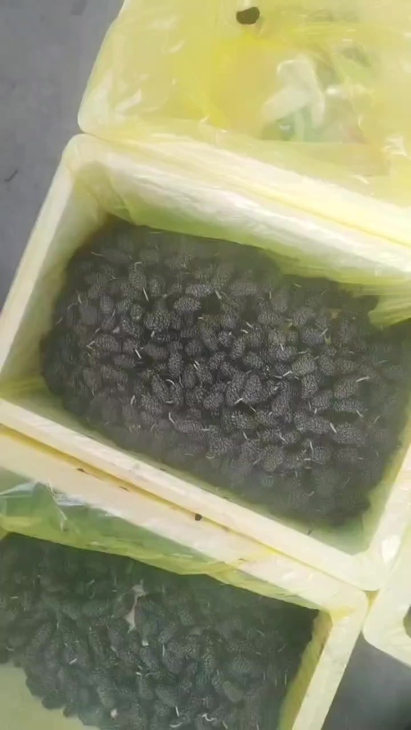 桑椹