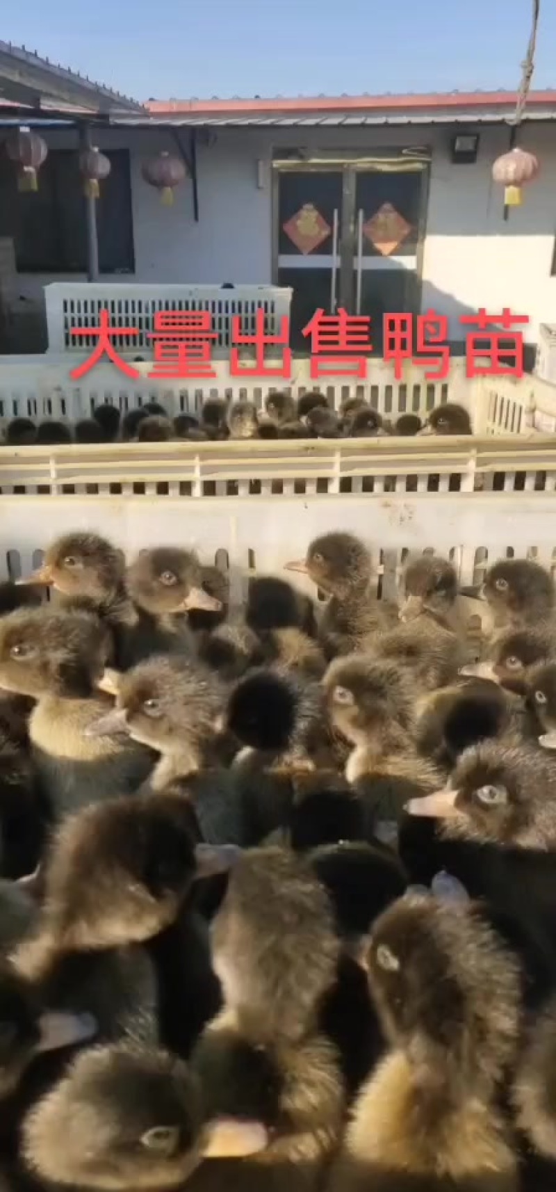 金定鸭大量现货厂家直销量大量小都可发