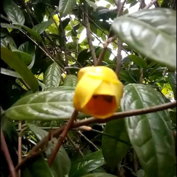 出售金花茶树，六年树，300多株