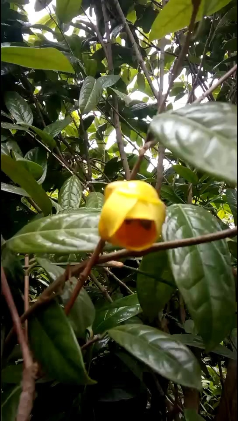 出售金花茶树，六年树，300多株