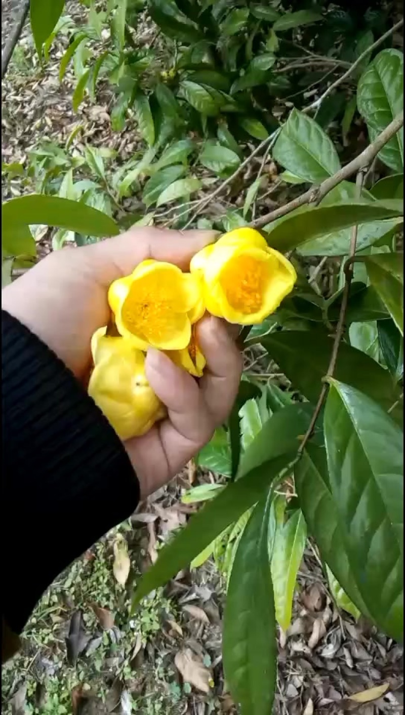 出售金花茶树，六年树，300多株
