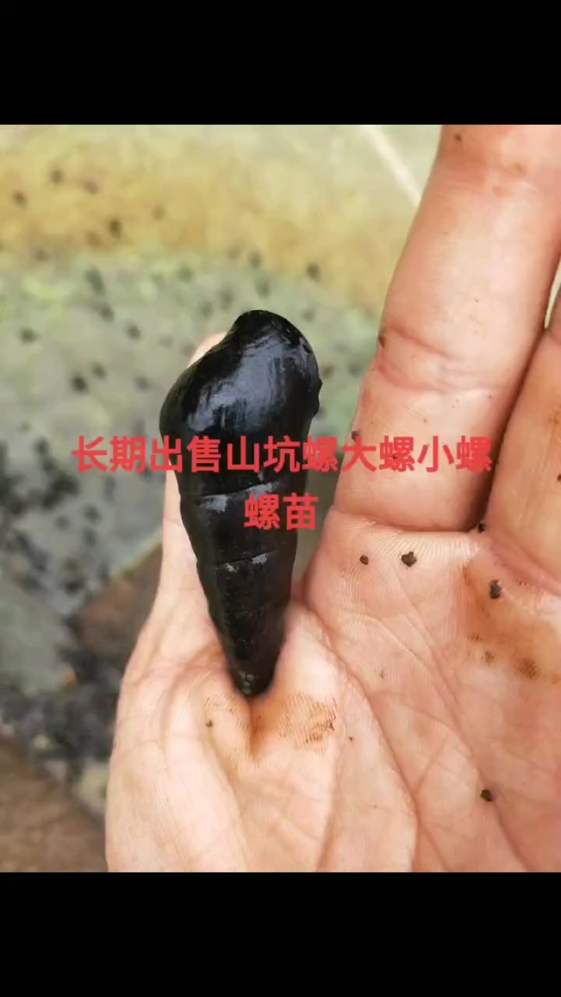 山坑螺大量批发出售