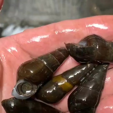 山坑螺大量批发出售