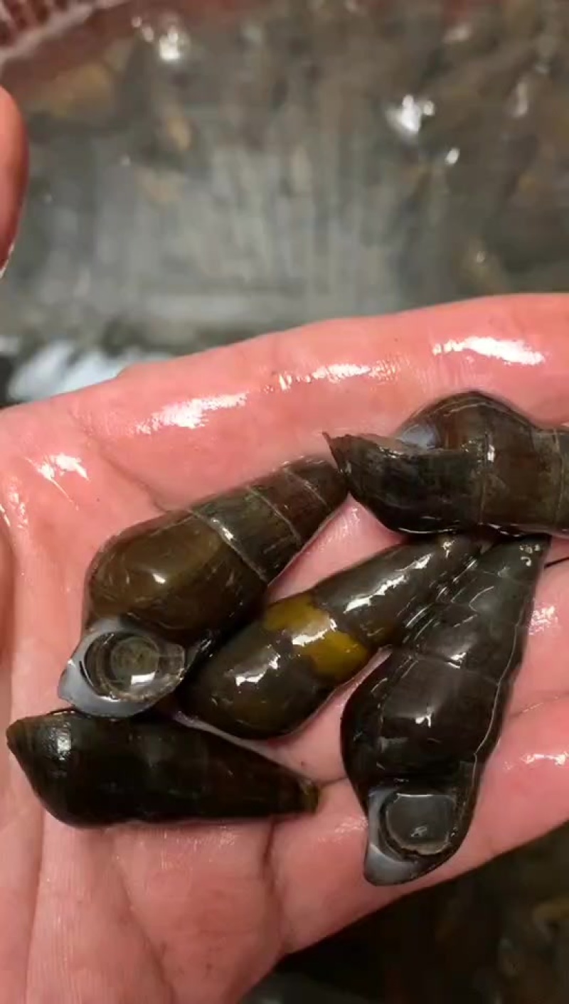 山坑螺大量批发出售