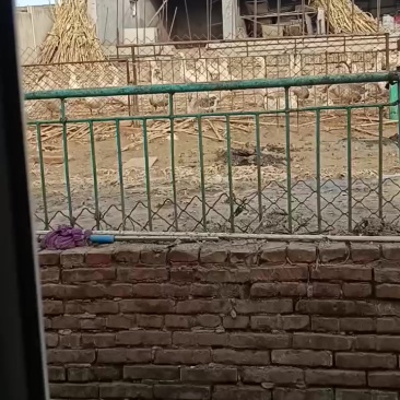大鹅