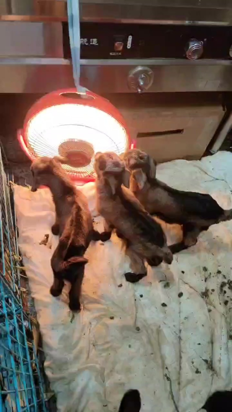 红鹿奶山羊