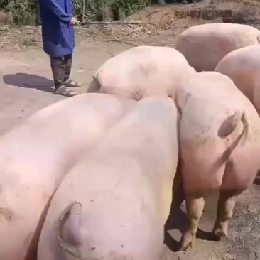 单身肥猪