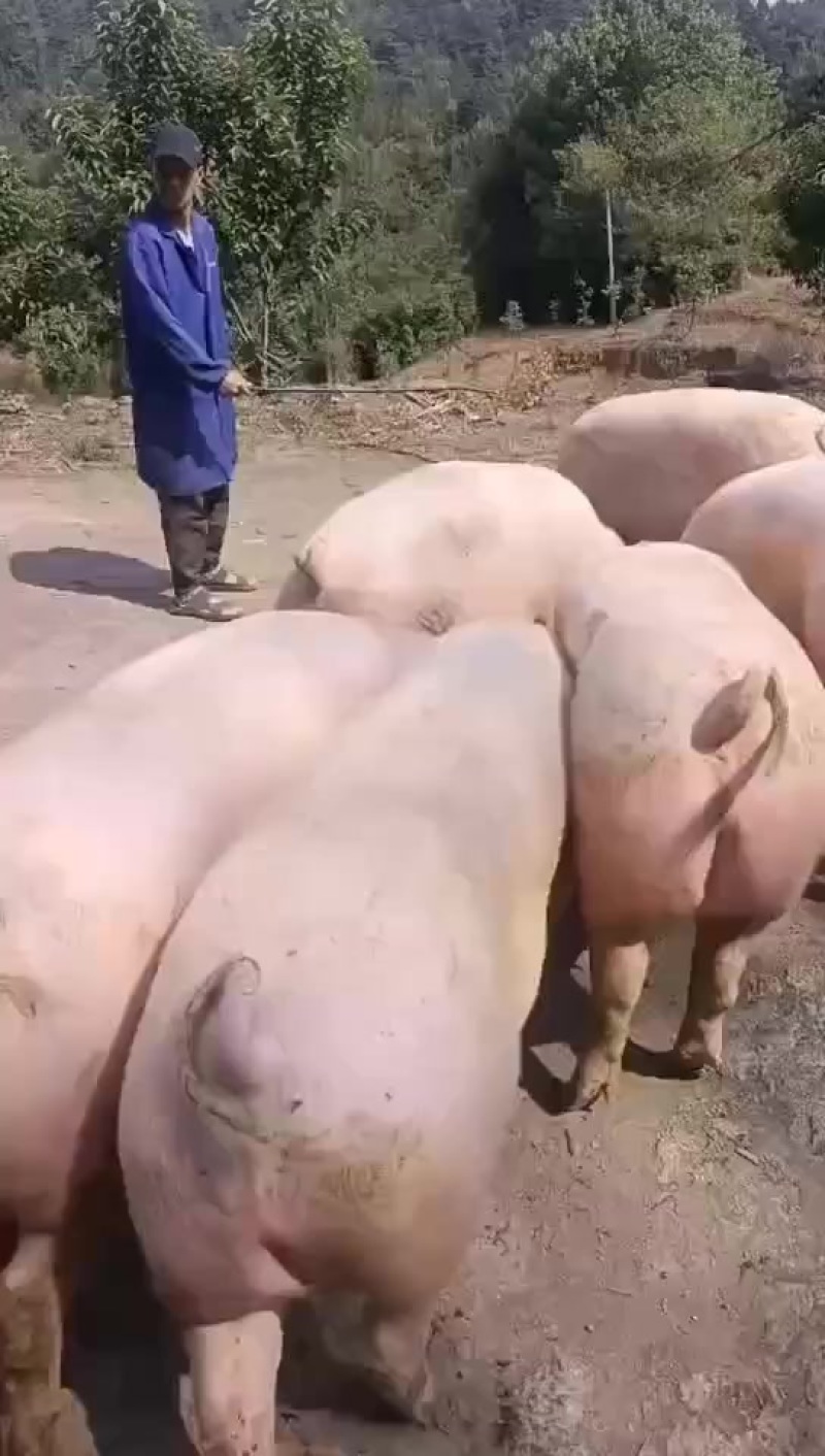 单身肥猪