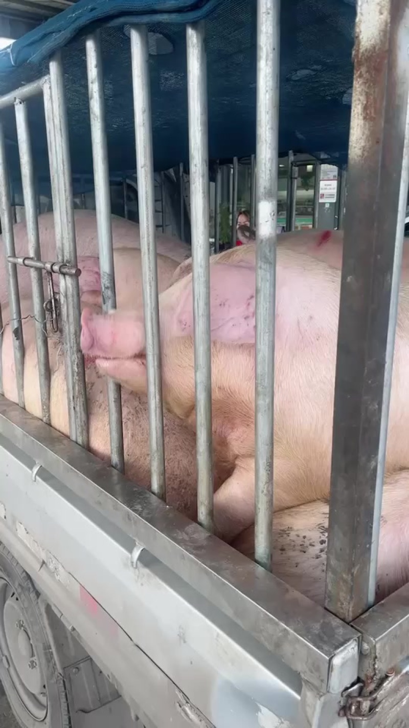 单身肥猪