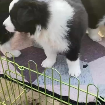 边牧犬