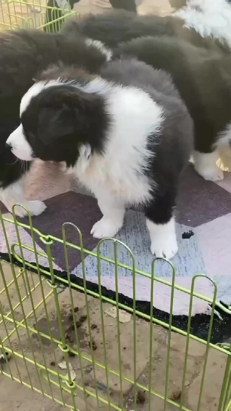 边牧犬