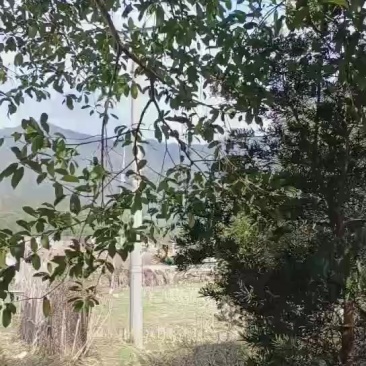 红豆杉树苗8-12公分