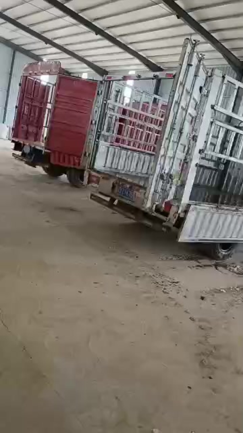 精品纸浆鸡蛋托
