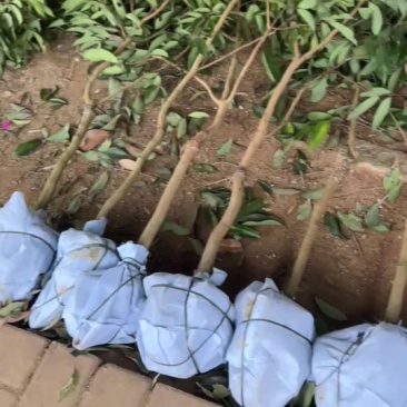 荔枝苗大量有货各品种都有