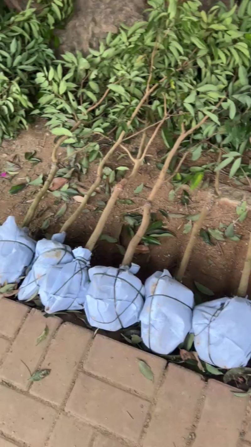 荔枝苗大量有货各品种都有