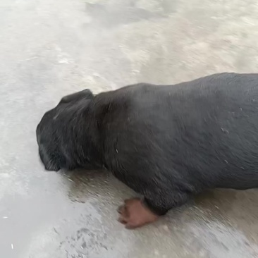 小狗