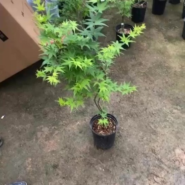 流泉枫