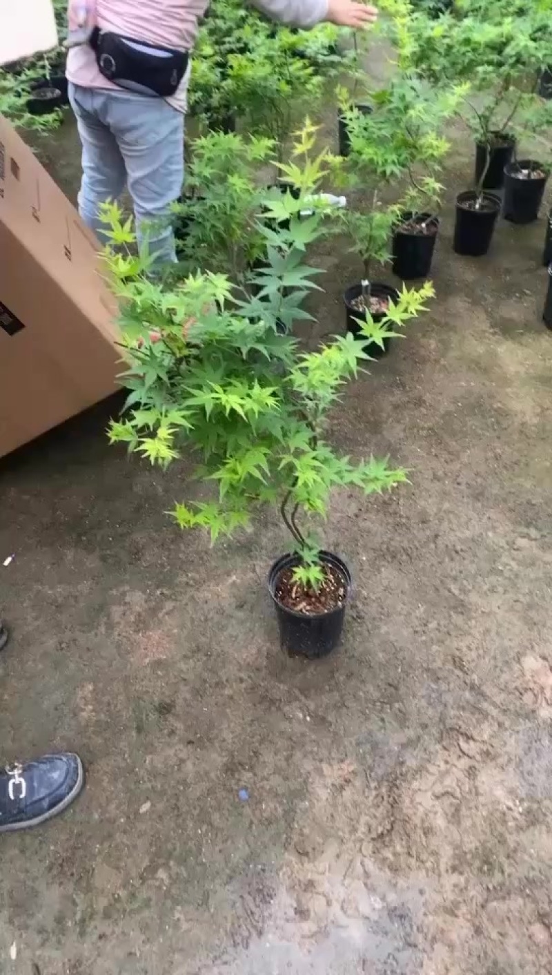 流泉枫