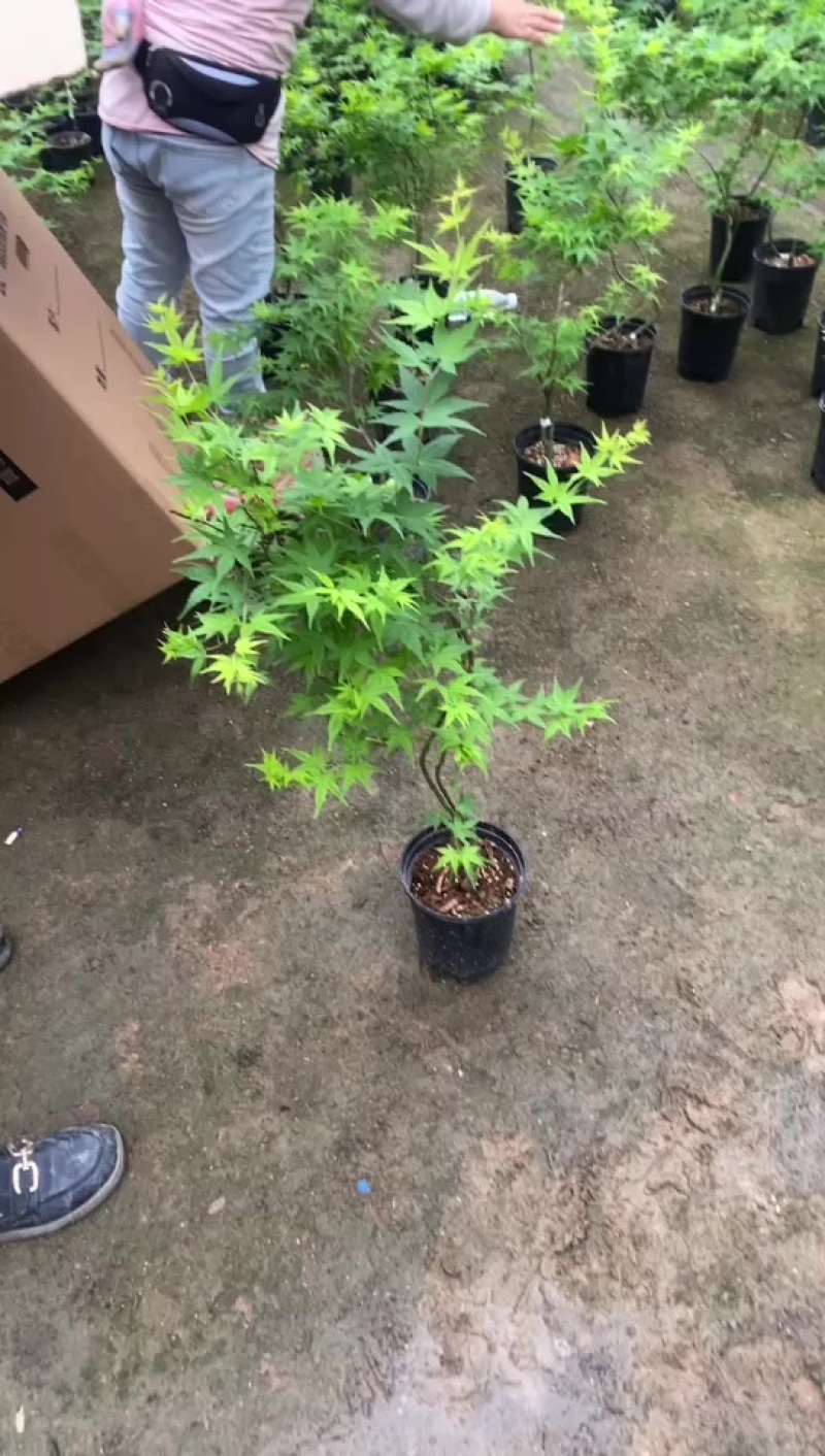 流泉枫