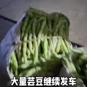 大量精品芸豆上车，欢迎各位老板前来采购