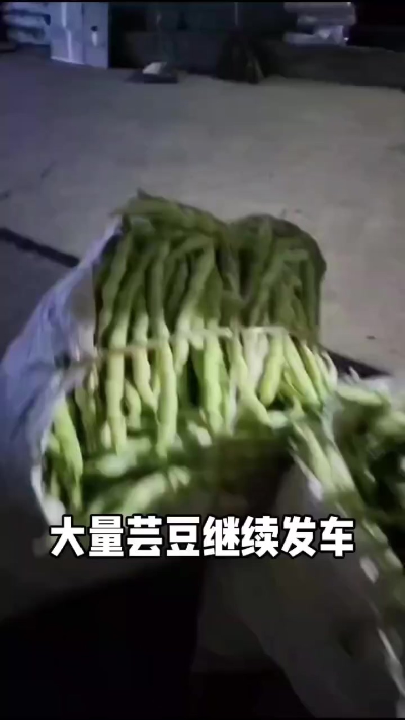 大量精品芸豆上车，欢迎各位老板前来采购