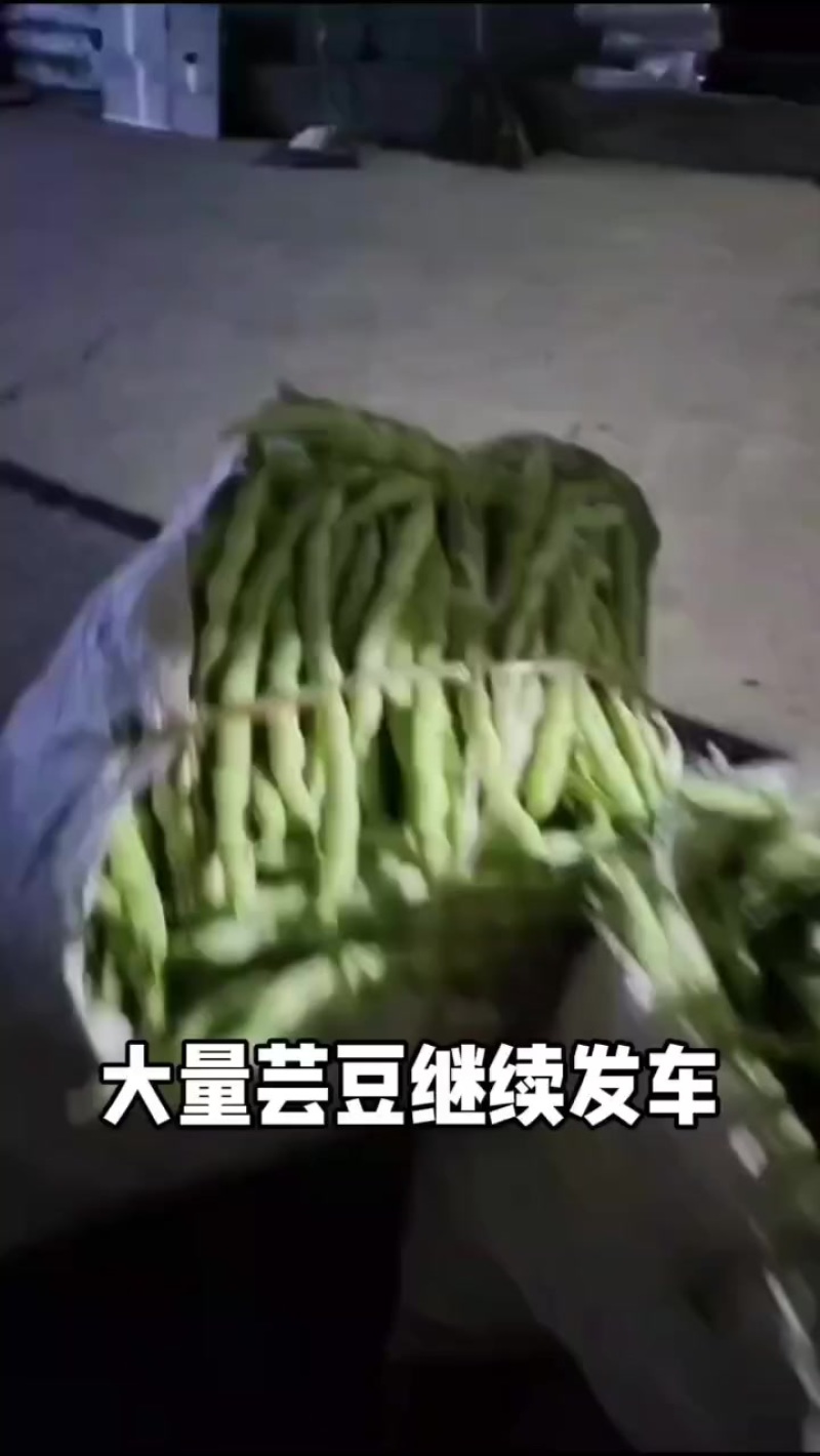大量精品芸豆上车，欢迎各位老板前来采购