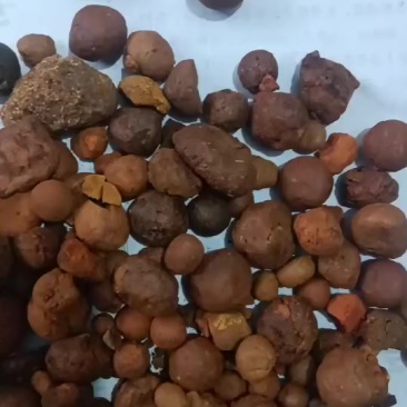 牛胆结石(牛黄)干货