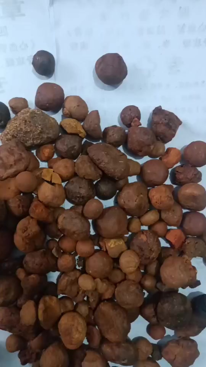 牛胆结石(牛黄)干货