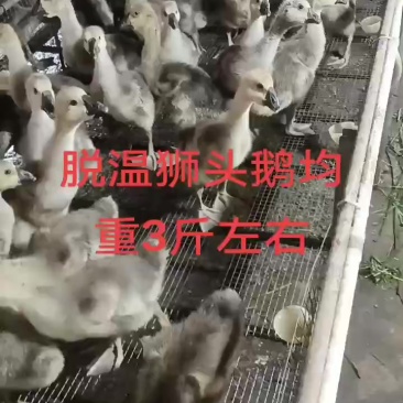 大种狮头鹅