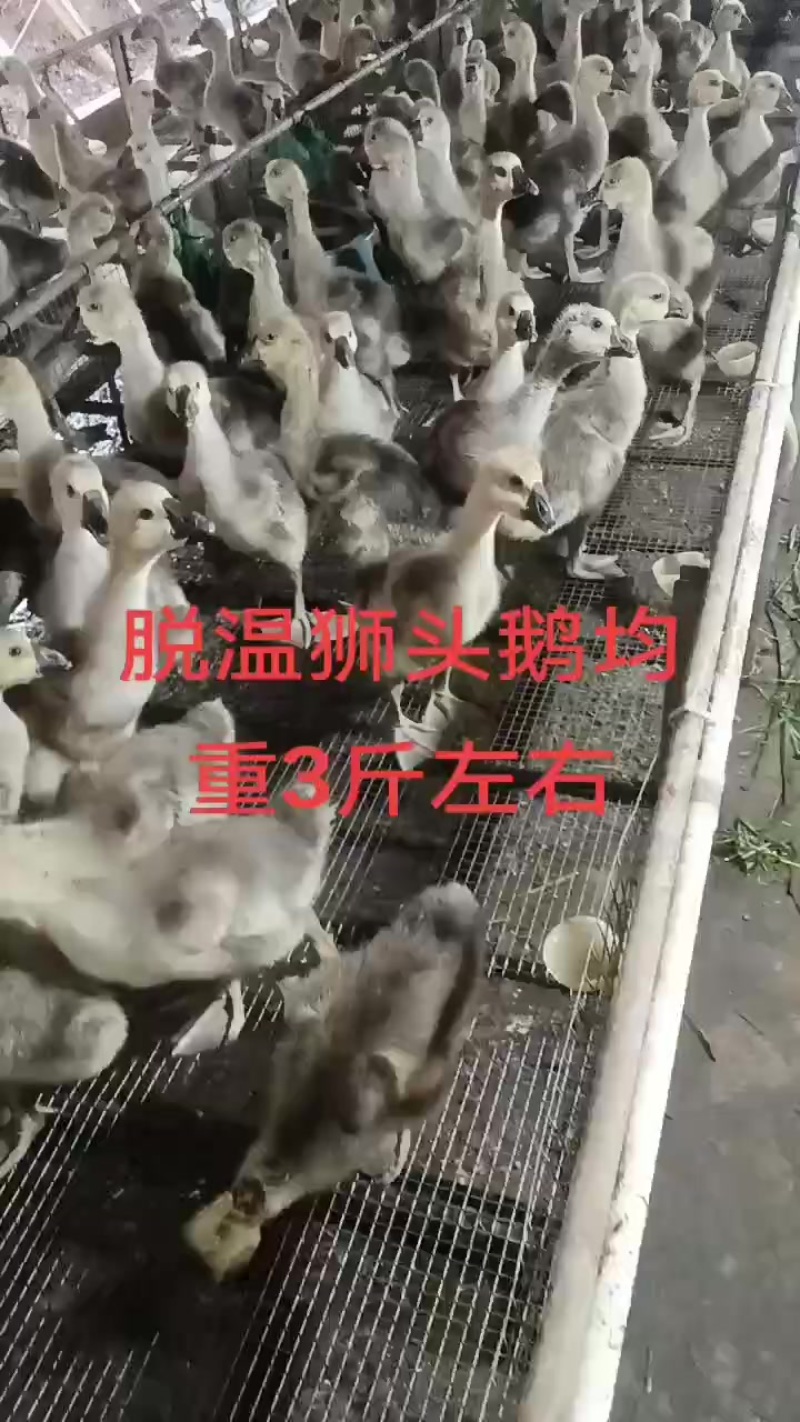 大种狮头鹅