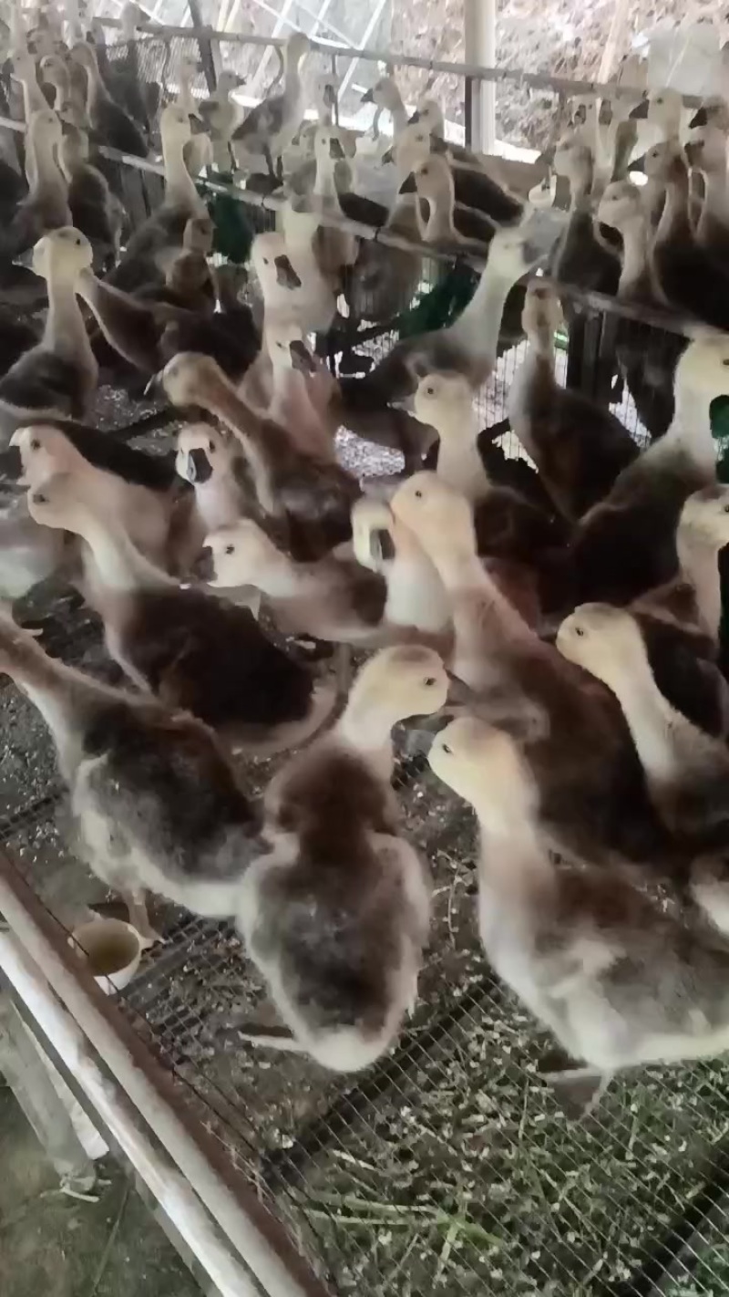 大种狮头鹅