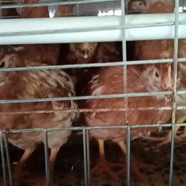 鹤壁青年鸡