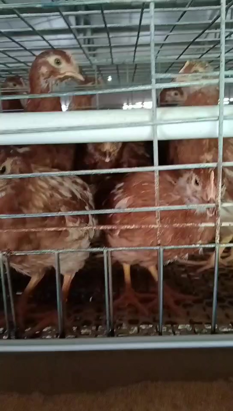鹤壁青年鸡