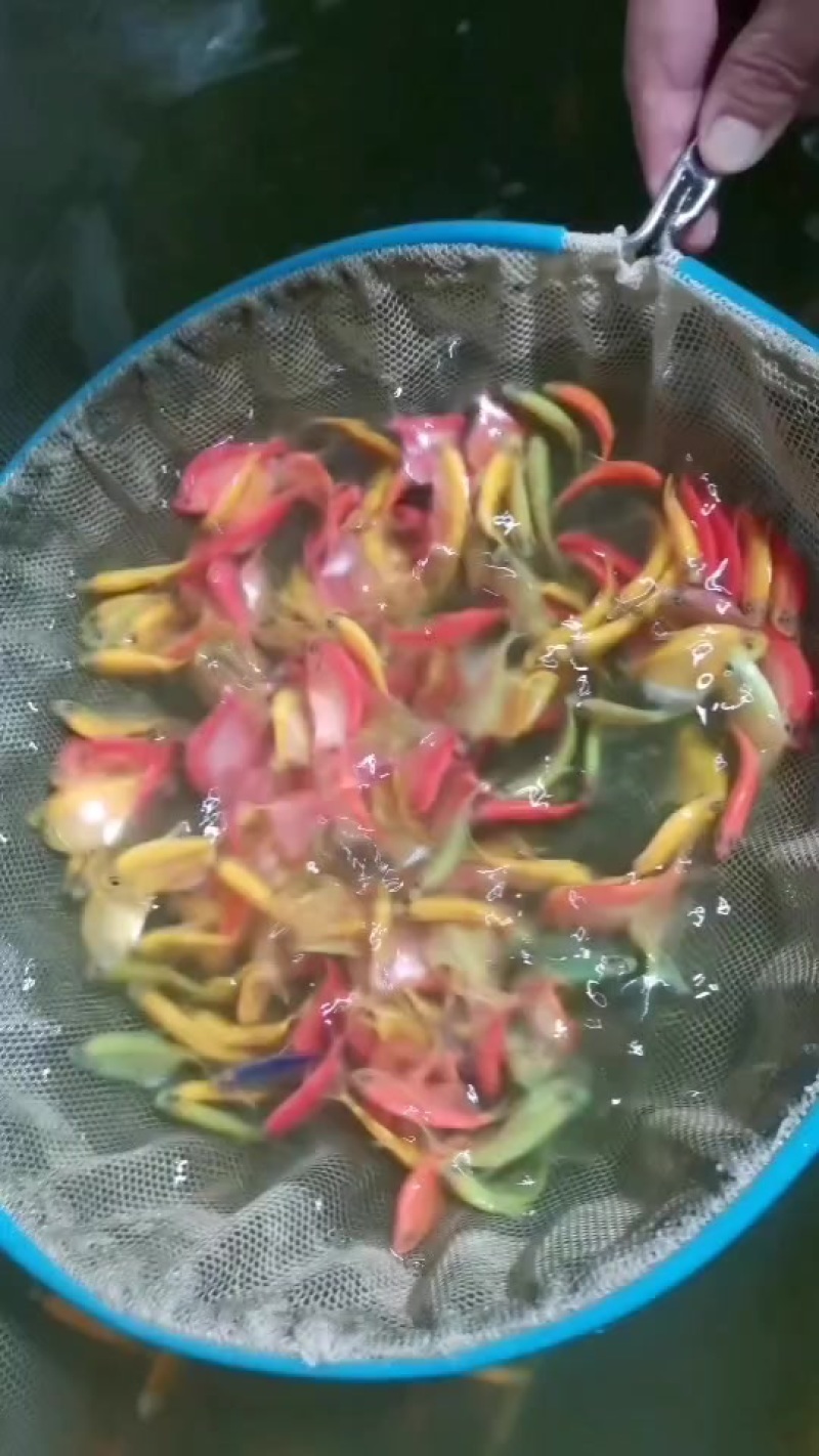 观赏鱼